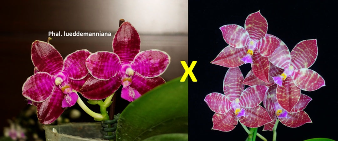 Phalaenopsis lueddemanniana x sib
