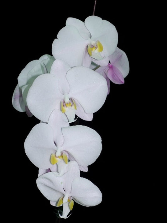 WP2638 Phalaenopsis philippinensis (clone)