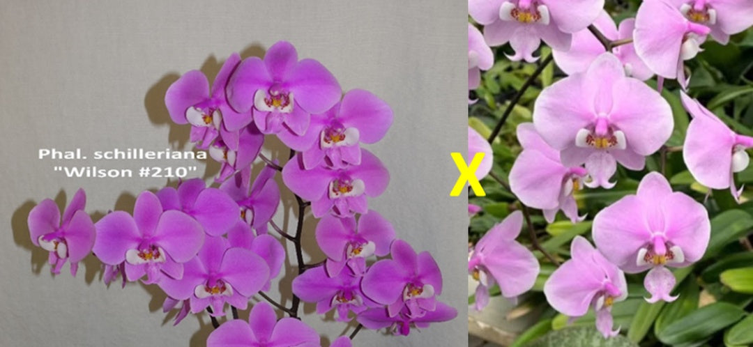 Phalaenopsis schilleriana 'Wilson #210' x 'Maile Jeanne Tanaka'