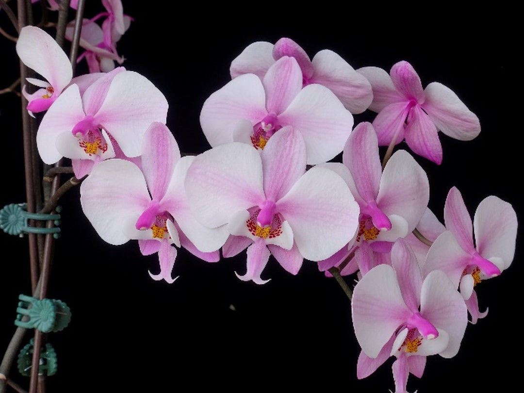 Phalaenopsis schilleriana 'Wilson #7'