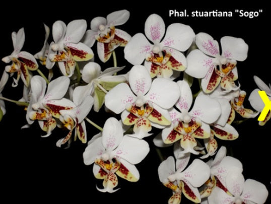 Phalaenopsis stuartiana 'Sogo' HCC/AOS