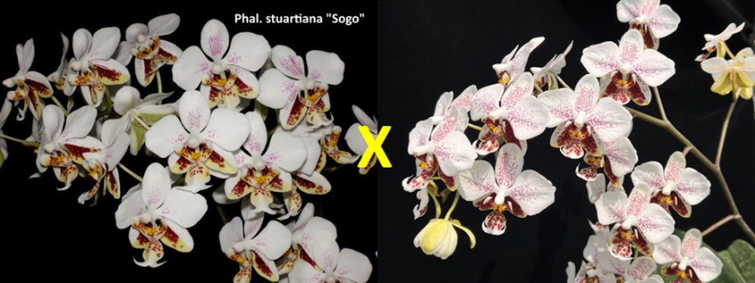 Phalaenopsis stuartiana 'Sogo' HCC/AOS x stuartiana