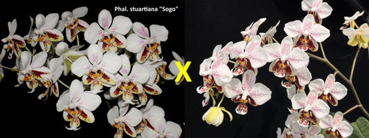 WP2630 Phalaenopsis stuartiana 'Sogo' HCC/AOS x stuartiana