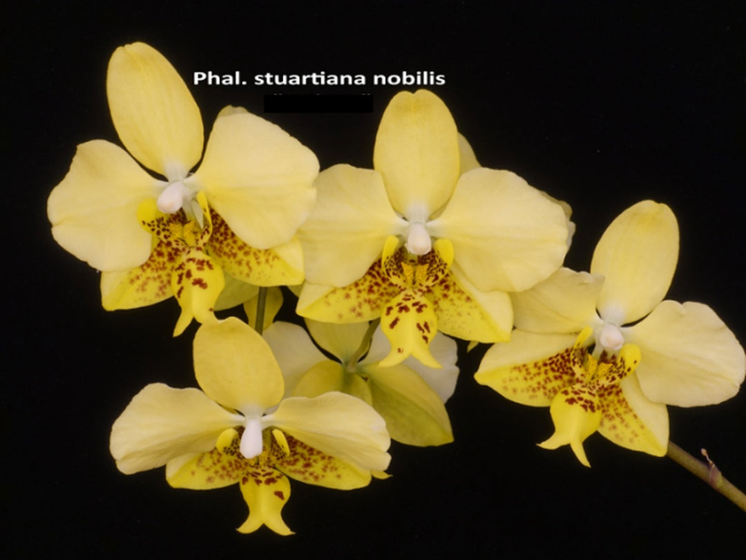 Phalaenopsis stuartiana nobilis 'Wilson #416'