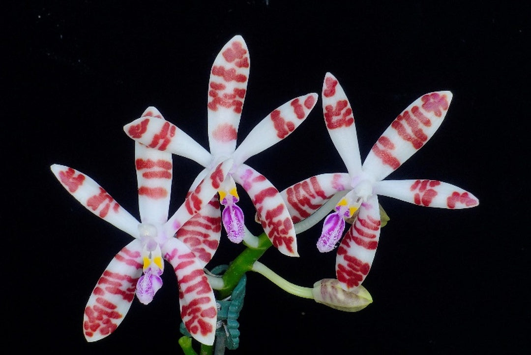 Phalaenopsis sumatrana (clone)