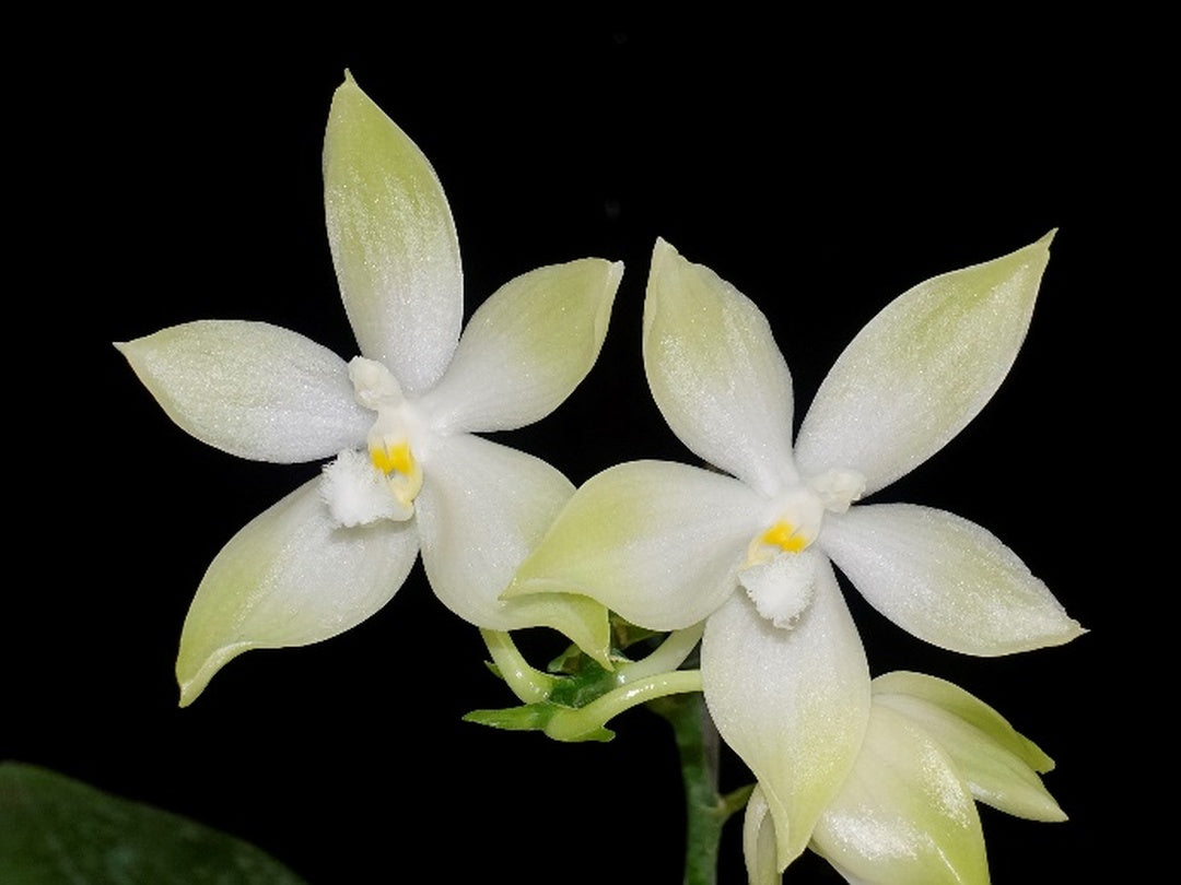 Phalaenopsis tetraspis 'Green' x self
