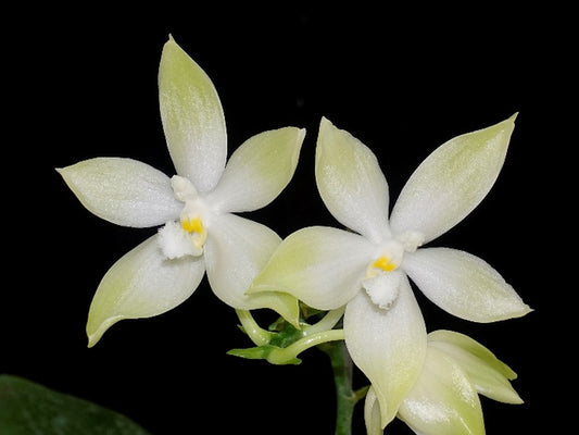 WP2631 Phalaenopsis tetraspis 'Green' x self