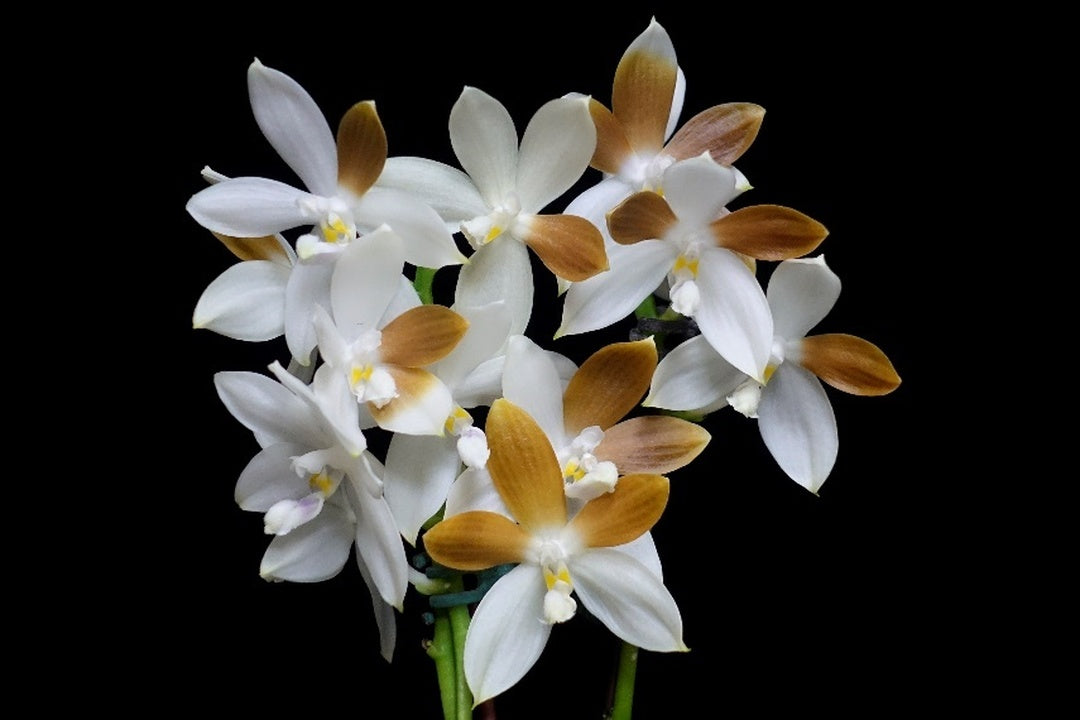 Phalaenopsis tetraspis f. brunneola 'Wilson' (var. Coffee)