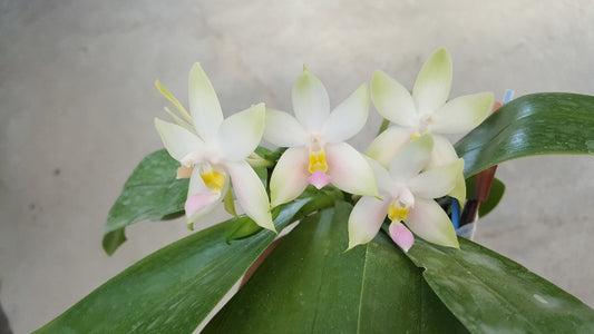 WP2633 Phalaenopsis violacea f. delicata (Pink Clone)