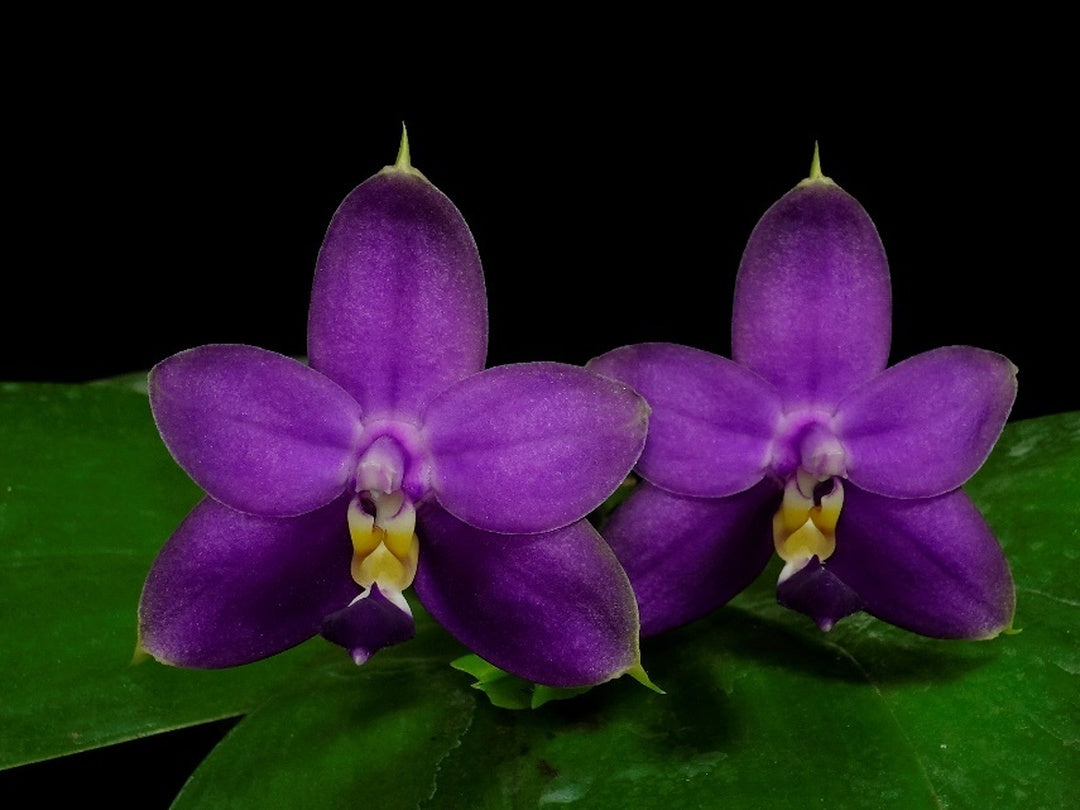 Phalaenopsis violacea f. Indigo 'Wilson'