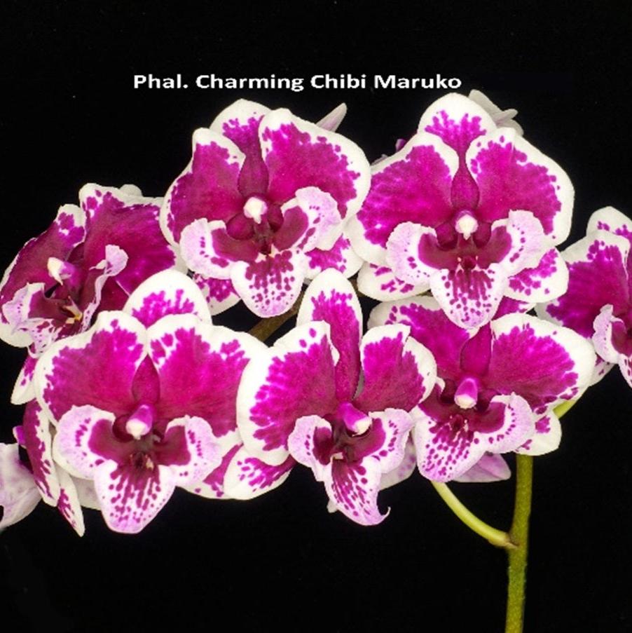 Phalaenopsis Charming Chibi Maruko 240822 Spiking