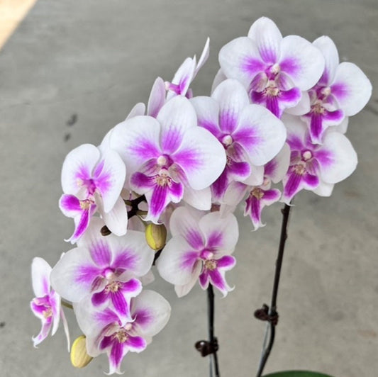 Phalaenopsis Charming Warszawa (clone)