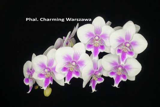 Phalaenopsis Charming Warszawa (clone)