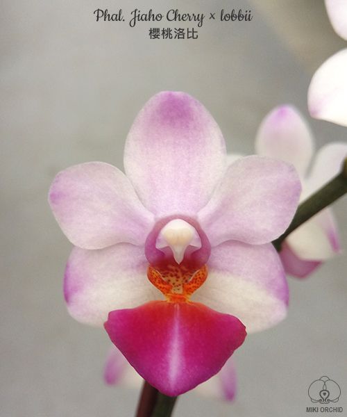 Phalaenopsis Liu's Cute Angel