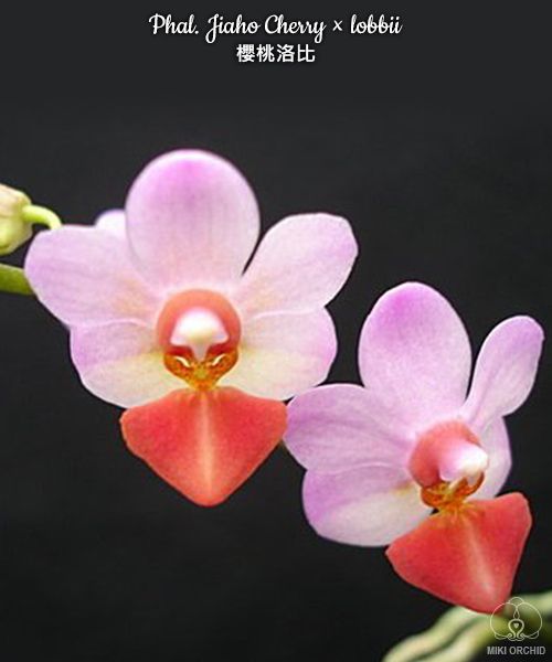 Phalaenopsis Liu's Cute Angel