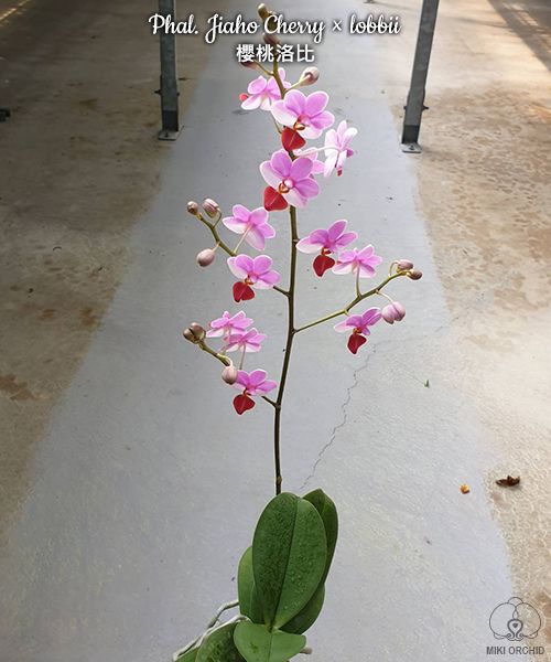 Phalaenopsis Liu's Cute Angel
