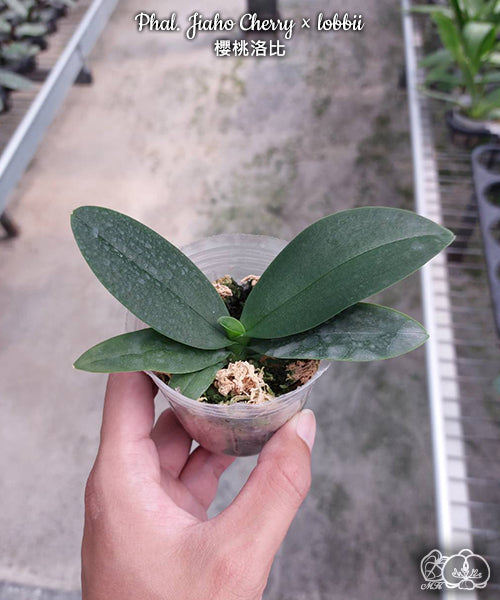 Phalaenopsis Liu's Cute Angel