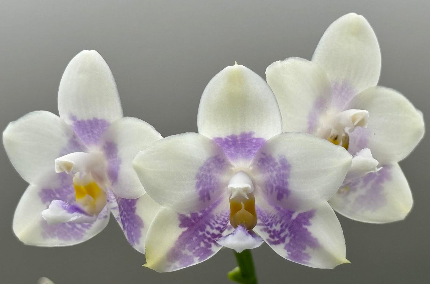 Phalaenopsis LL Blue Wave 'YCM-153'