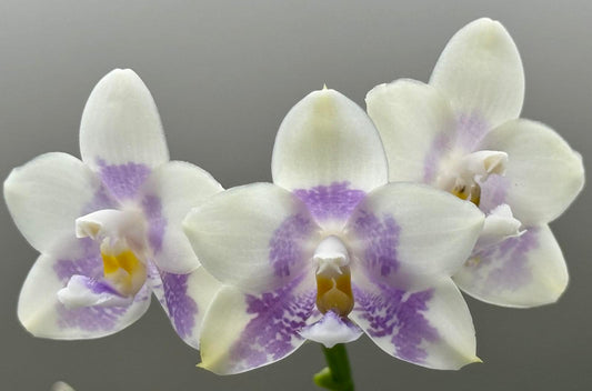 Phalaenopsis LL Blue Wave 'YCM-153'