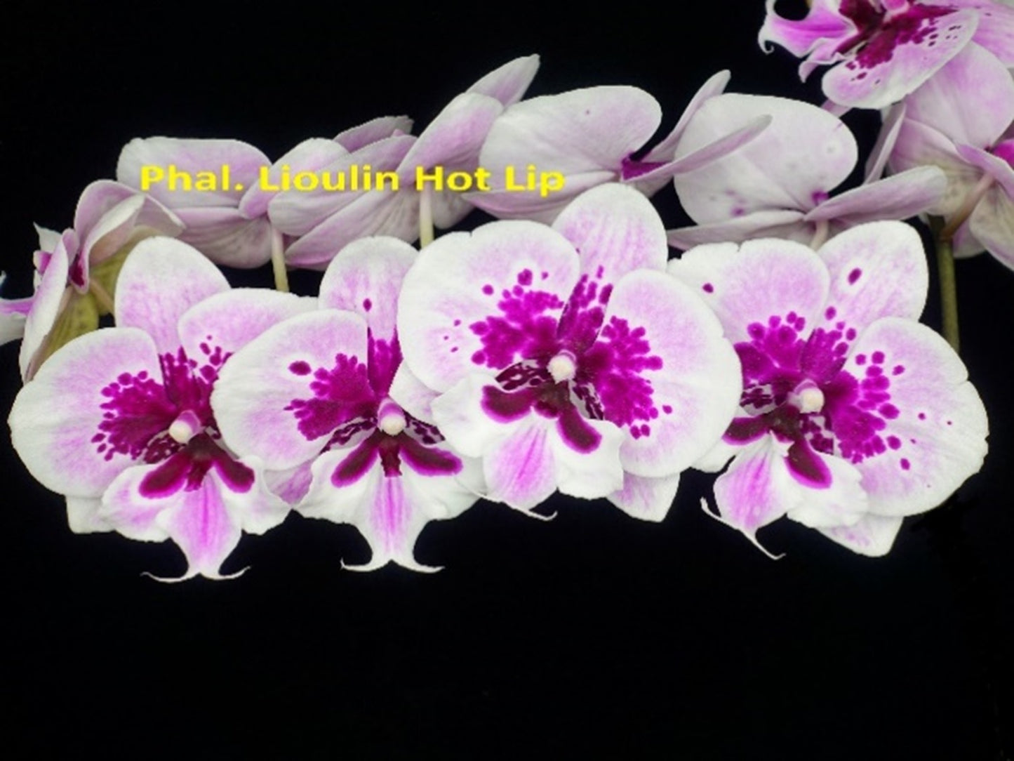 Phalaenopsis Lioulin Hot Lip (clone)