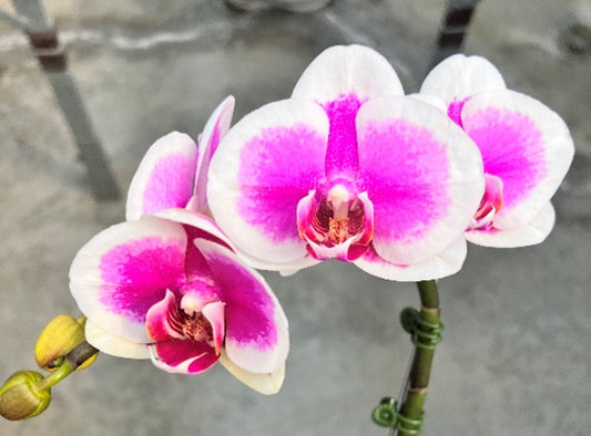 Phalaenopsis Lioulin Lily (clone)