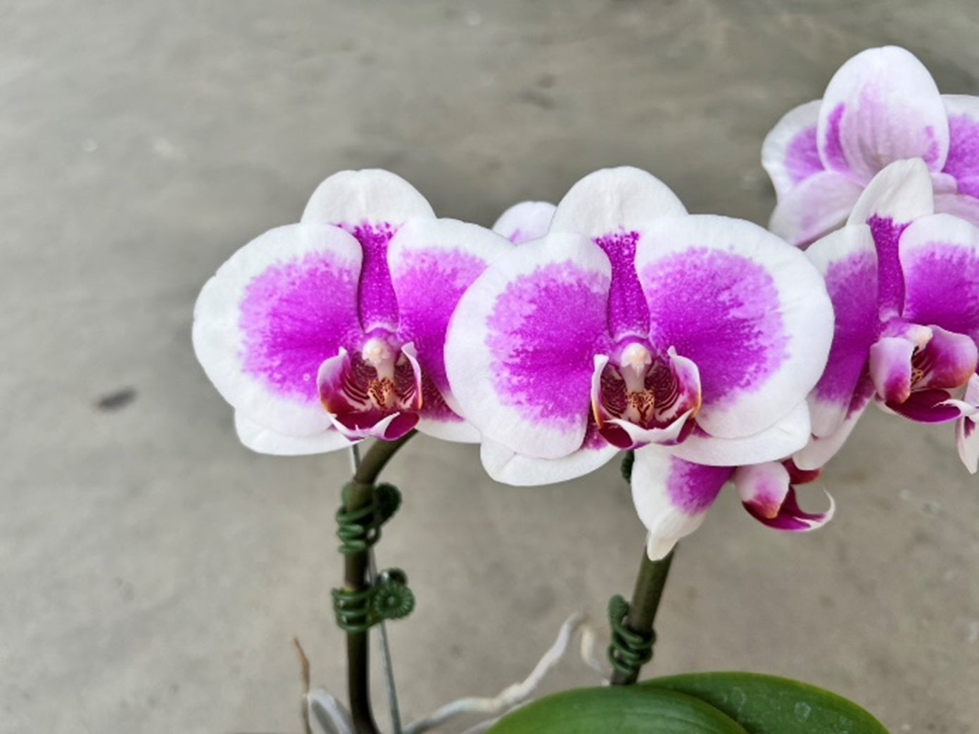 Phalaenopsis Lioulin Lily (clone)