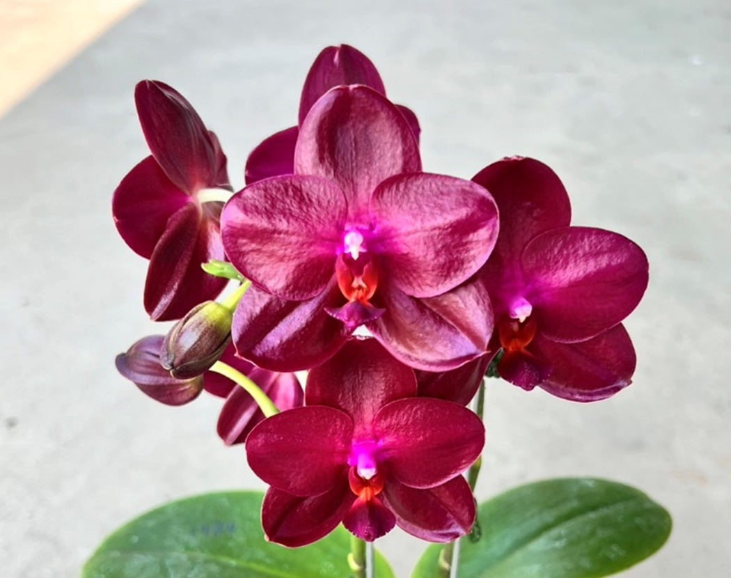 Phalaenopsis Lioulin Sweet Pepper 'Red'