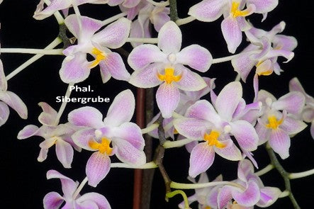Phalaenopsis Sibergrube 'Wilson'