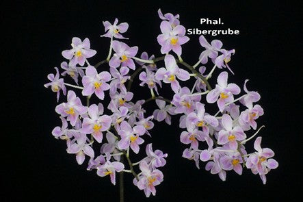 Phalaenopsis Sibergrube 'Wilson'