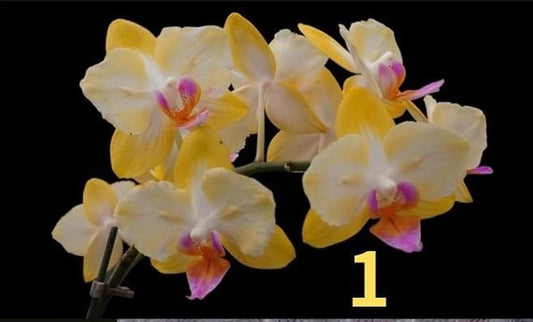 Phalaenopsis Yen Shuai Sweet Girl 'CTL peloric #1'