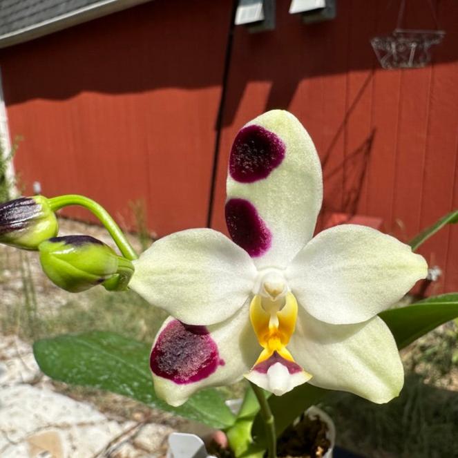 Phalaenopsis FANGtastic Green Envy (clone) Spiking