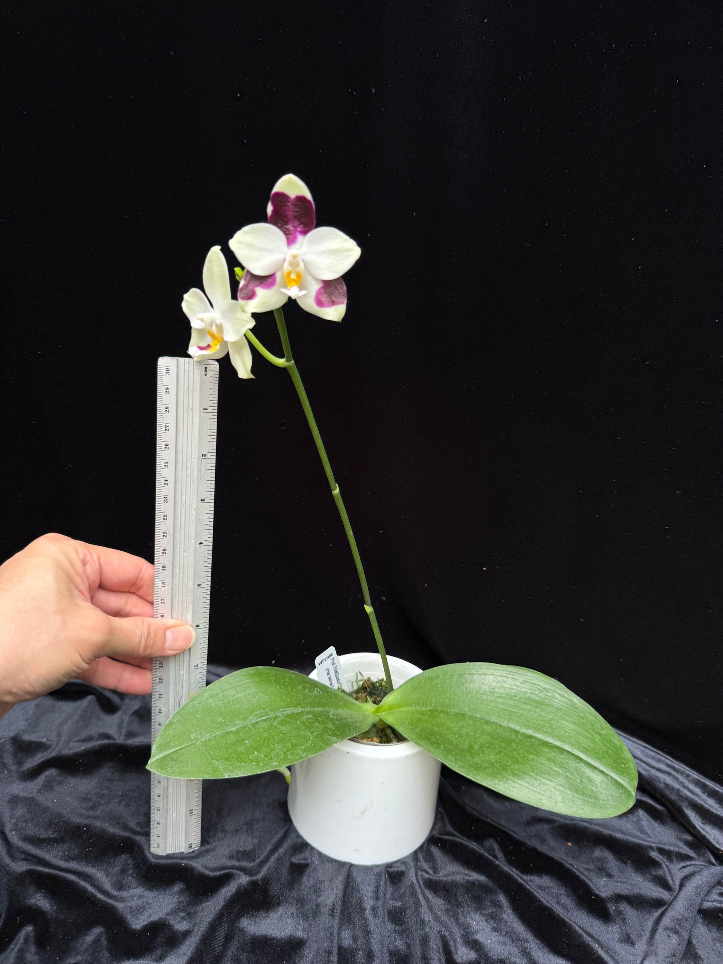 Phalaenopsis FANGtastic Green Envy (clone) Spiking