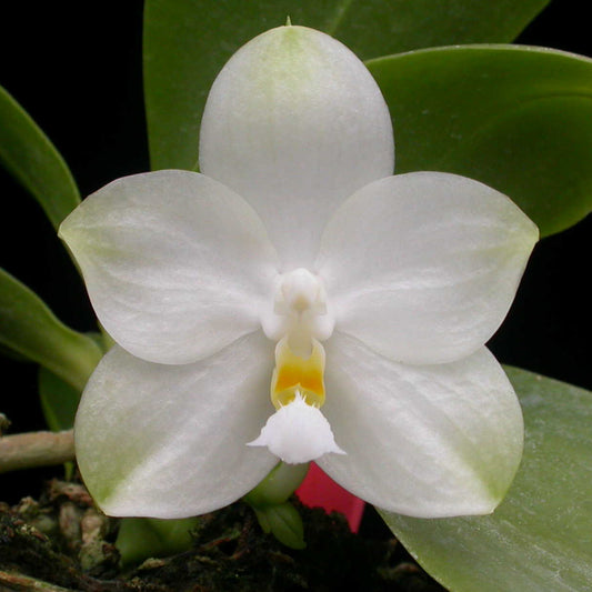 Phalaenopsis Yungho Gelblitz 'White Jade'