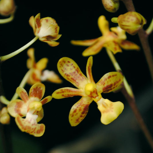 Phalaenopsis chibae - seed grown