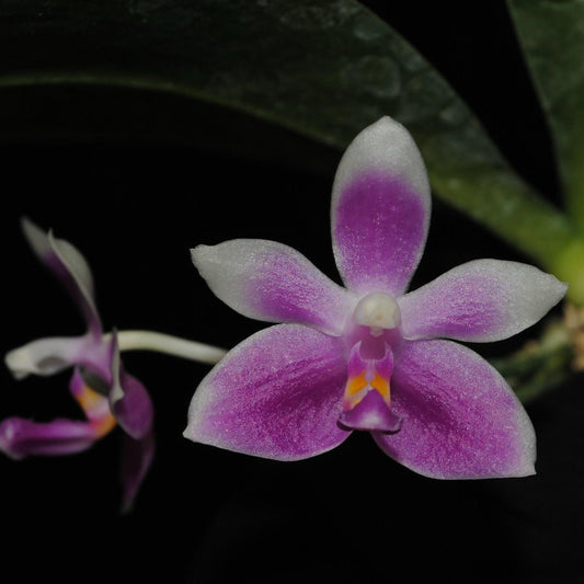 Phalaenopsis modesta - seed grown