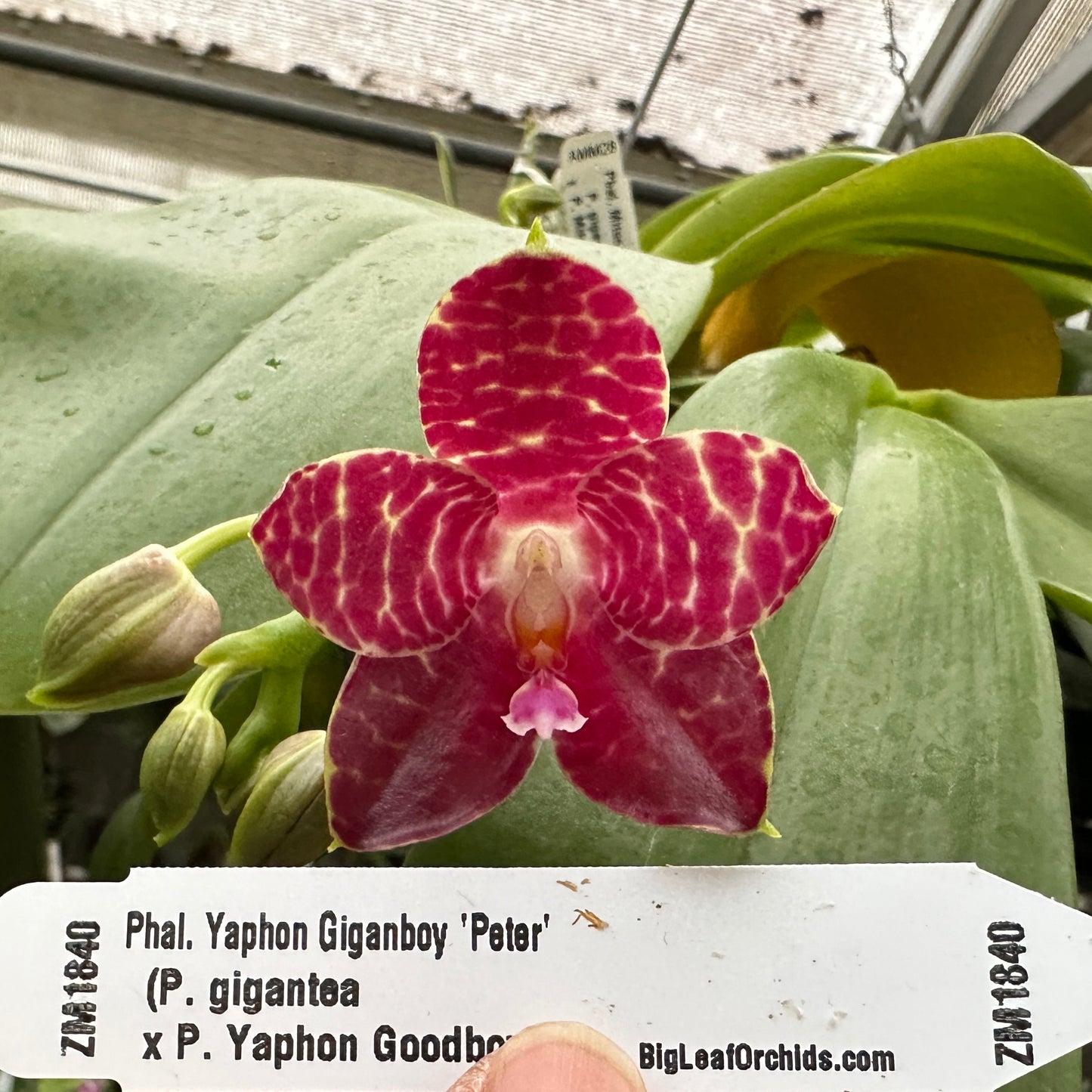 Phalaenopsis Yaphon Giganboy 'Peter' 250214 Flowering 2 spikes