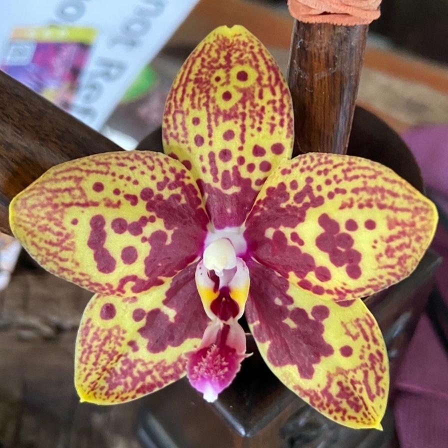 Phalaenopsis Mainshow Spotted Jaguar 'Mainshow'