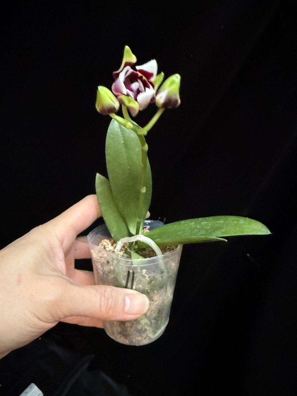 Phalaenopsis Yaphon Magic Angel 'Peloric'