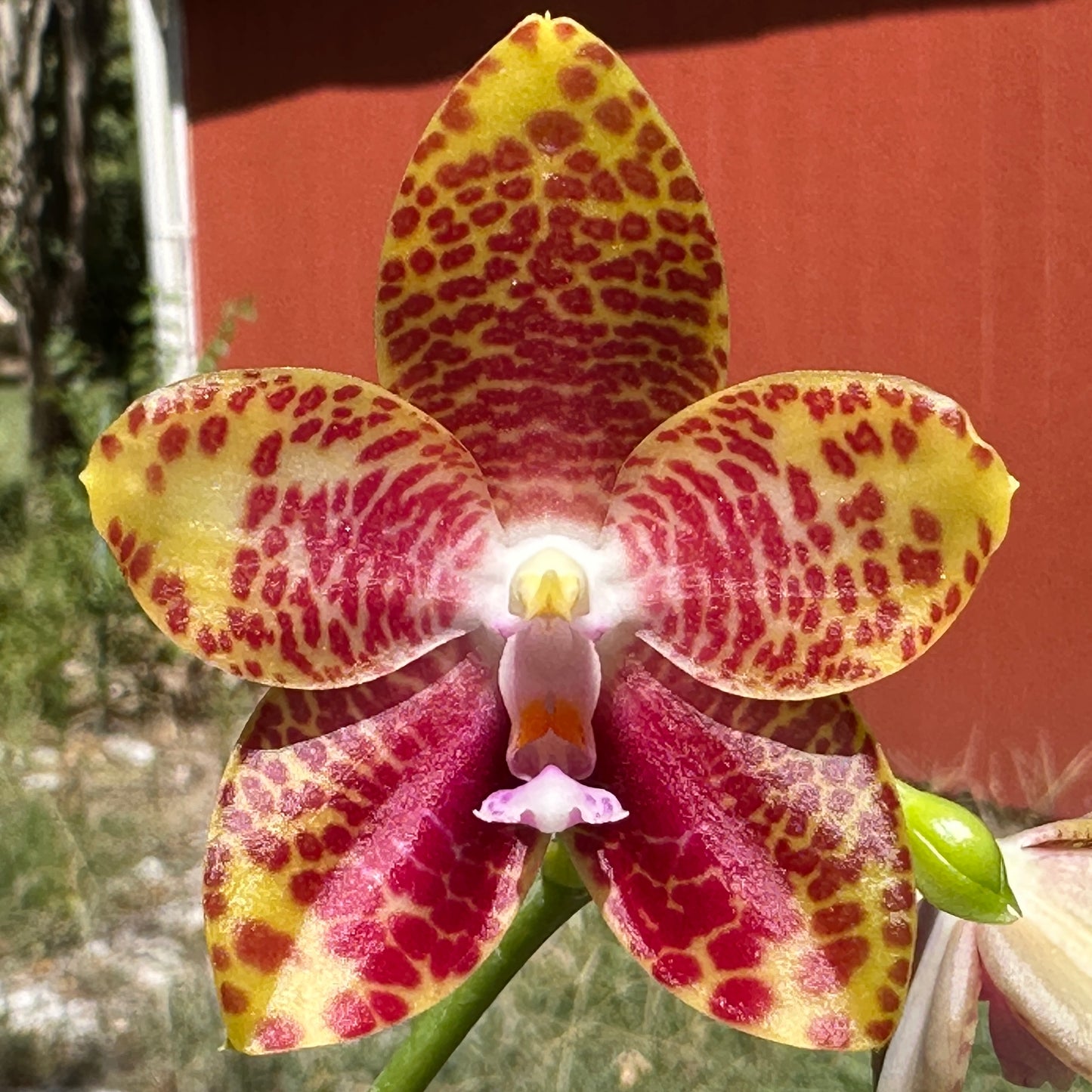 Phalaenopsis (Zheng Min Muscadine x gigantea) 'Mainshow'