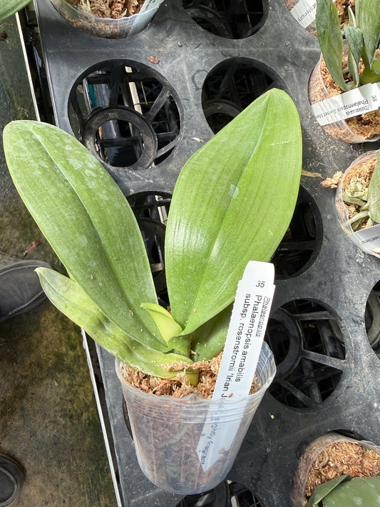 Phalaenopsis amabilis subsp. rosenstromii (Irian Jaya, Slightly Fragrant)