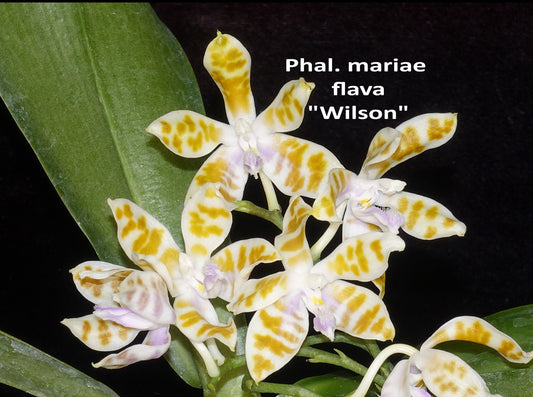 Phalaenopsis mariae f. flava 'Wilson'