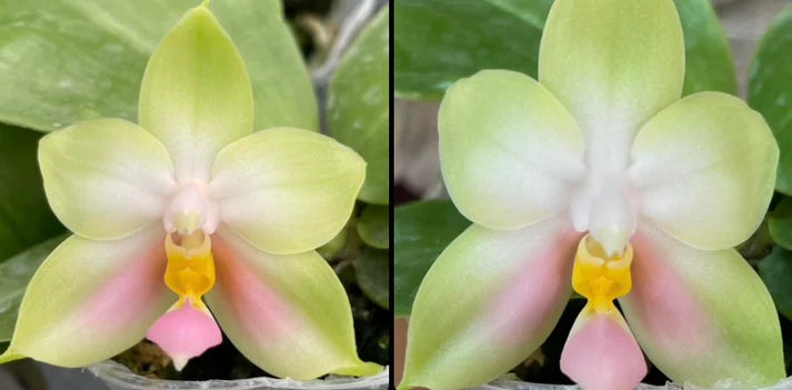 QA219 Phalaenopsis bellina f. delicata (pink) x sib - Seed Grown