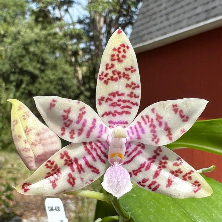 Phalaenopsis hieroglyphica x sib, Seedling, QM-429