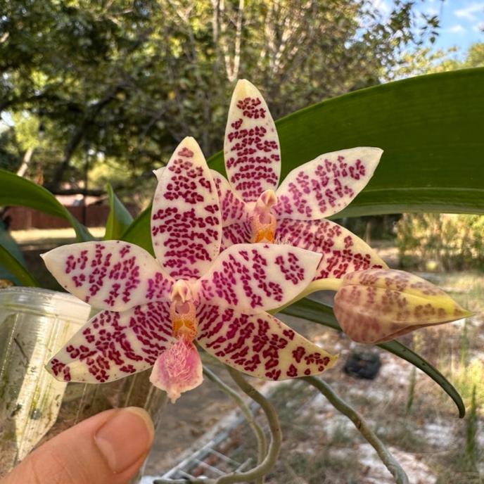 Phalaenopsis hieroglyphica x sib, Seedling, QM-429