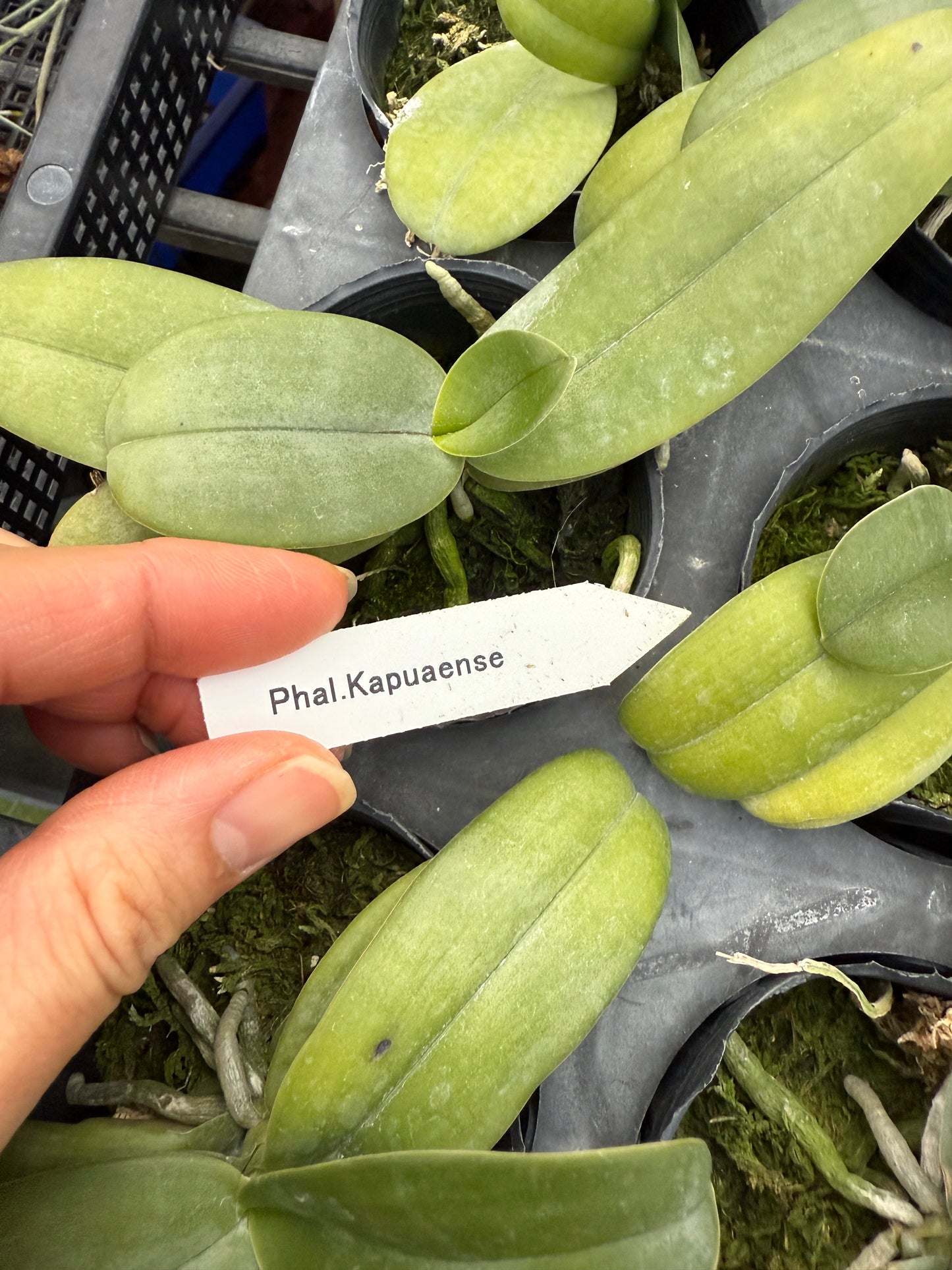 Phalaenopsis kapuasensis - seed grown
