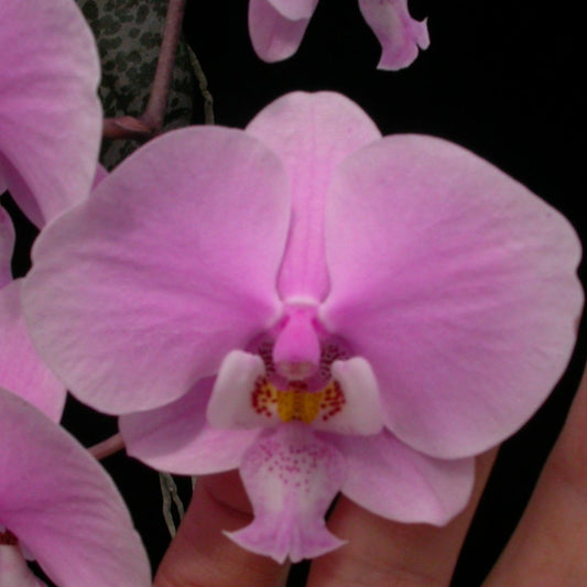 Phalaenopsis schilleriana 'Pink Butterfly' AM/AOS