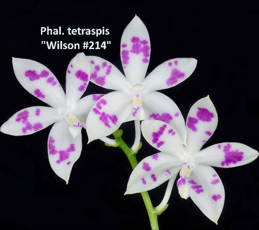 Phalaenopsis tetraspis 'Wilson 214'