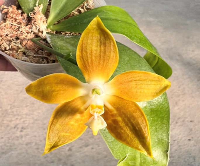 Phalaenopsis venosa x sib