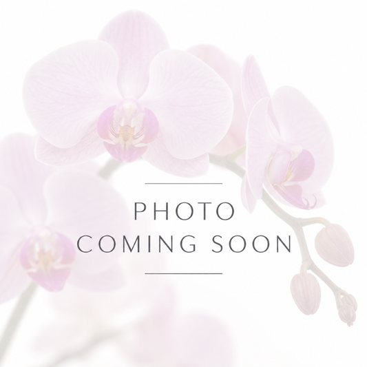 BD23148 Phalaenopsis Luedde-violacea x Yongli Lu Star - Seed Grown