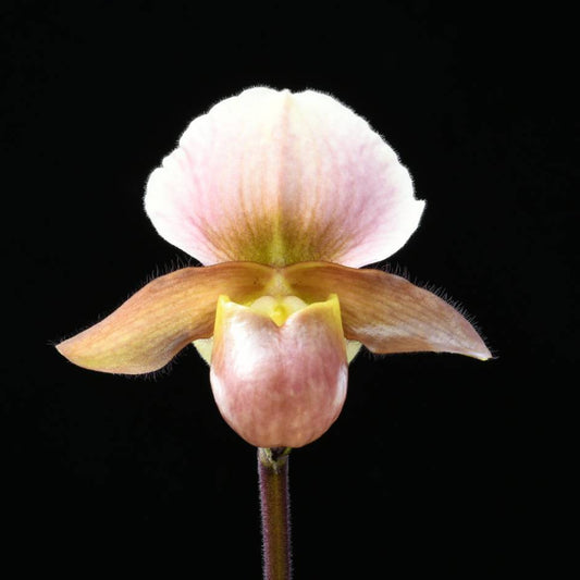 Paphiopedilum Kim Future De (Pinocchio x charlesworthii) - Seed Grown